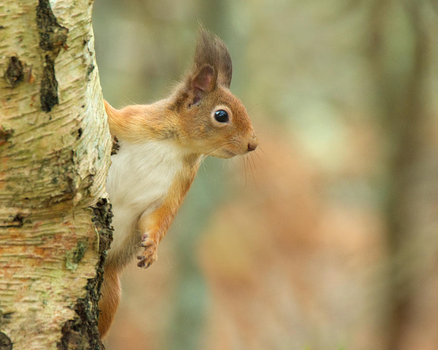 Red Squirrel #11 Photograph by Gavin MacRae