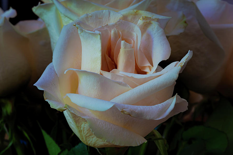 Roses Photograph