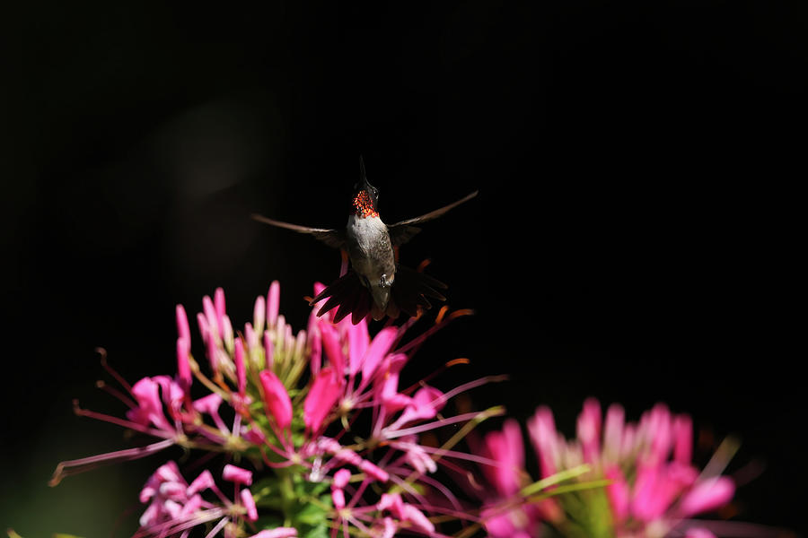 Ruby Throated Hummingbird #11 Photograph by Brook Burling