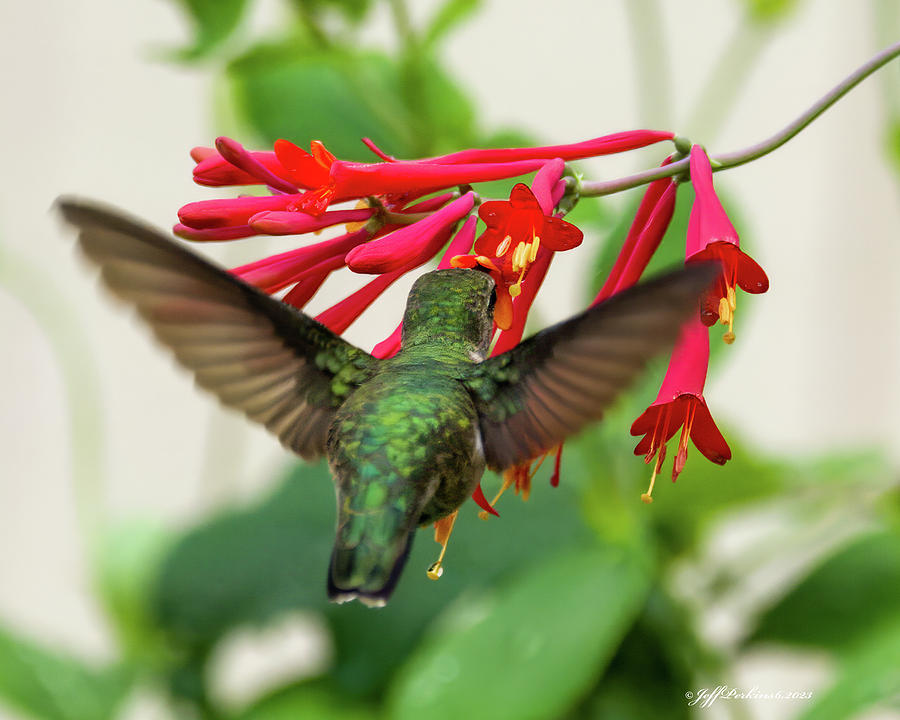 Ruby throated hummingbird #11 Photograph by Jeffrey PERKINS