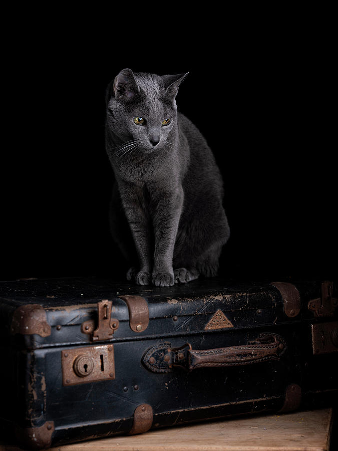 Russian Blue Cat #11 Photograph by Nailia Schwarz
