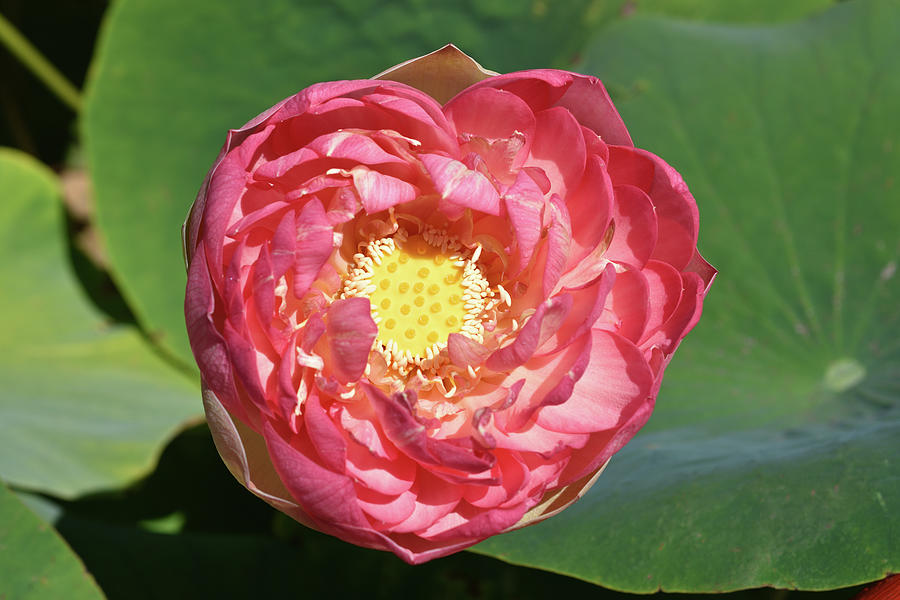 Sacred Lotus Nelumbo Nucifera Photograph By Norm Newton Pixels 2570