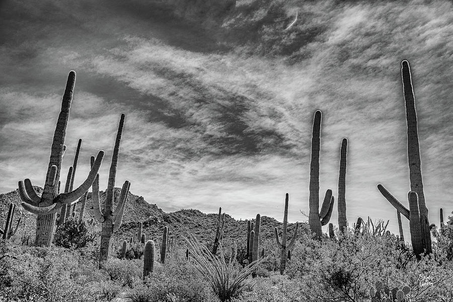 Saguaro National Park Photograph by Gestalt Imagery | Fine Art America