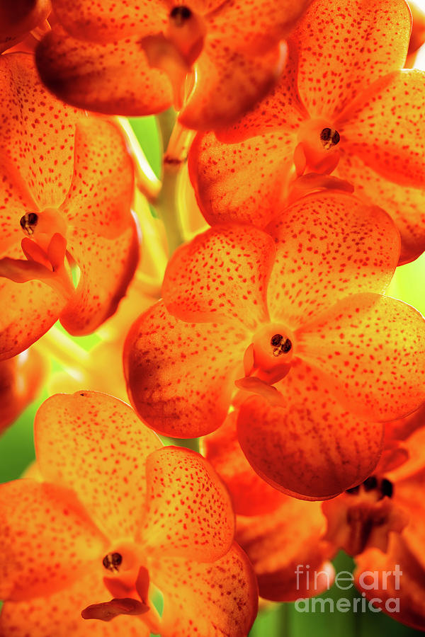 Spotted Tangerine Orchid Flowers #11 Photograph by Raul Rodriguez