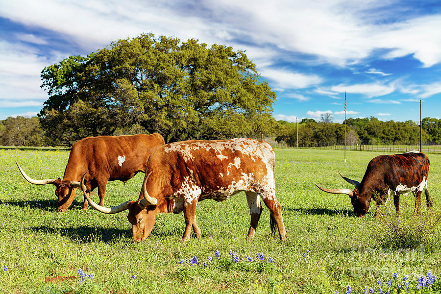 Texas Hill Country Photograph by Raul Rodriguez