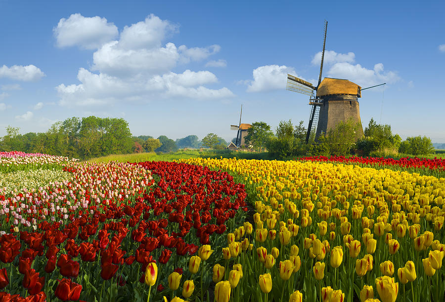 Tulips and Windmill #11 Photograph by JacobH