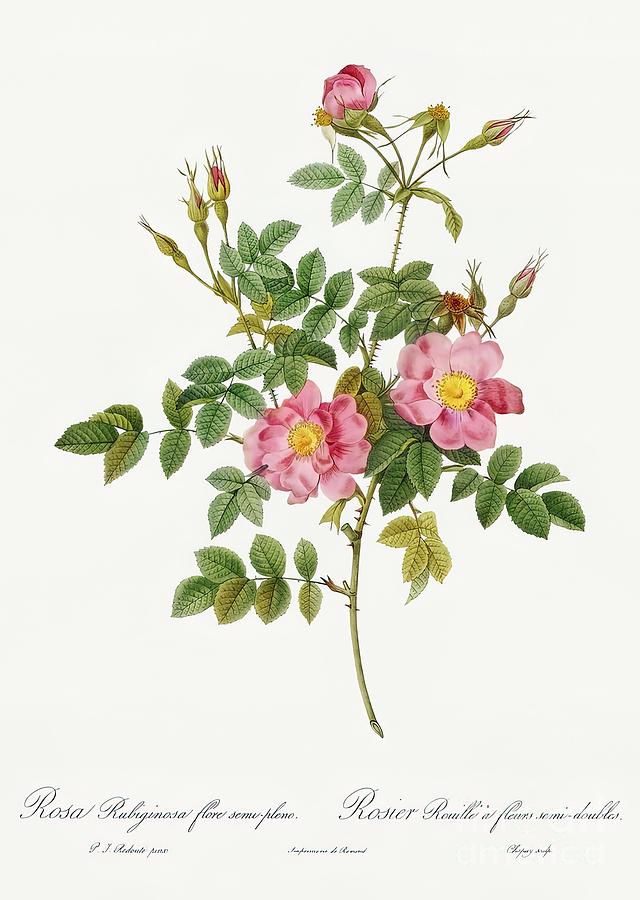 Vintage Botanical Illustration Les Roses 1824 Painting by Maisie Noah ...