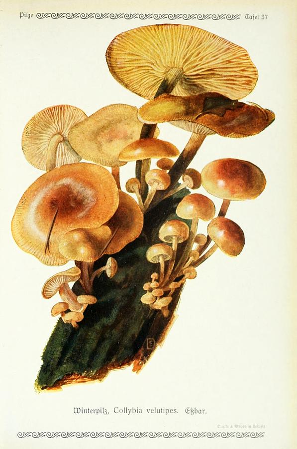 Vintage Fungi Illustrations #11 Mixed Media by World Art Collective