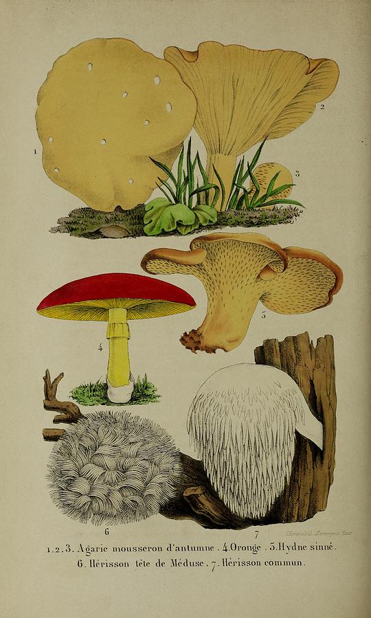 Vintage, Poisonous and Fly Mushroom Illustrations #11 Mixed Media by World Art Collective