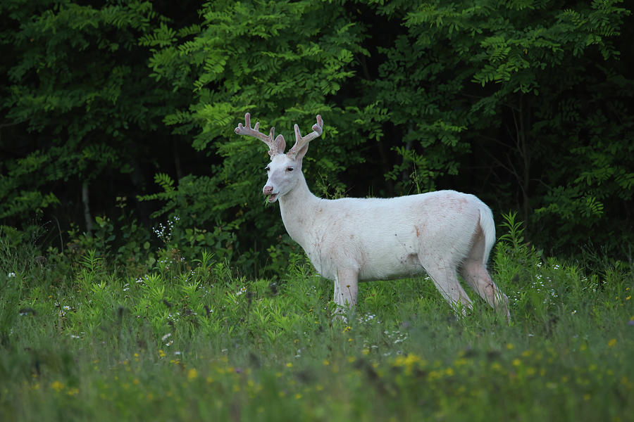 White Buck #11 Photograph by Brook Burling