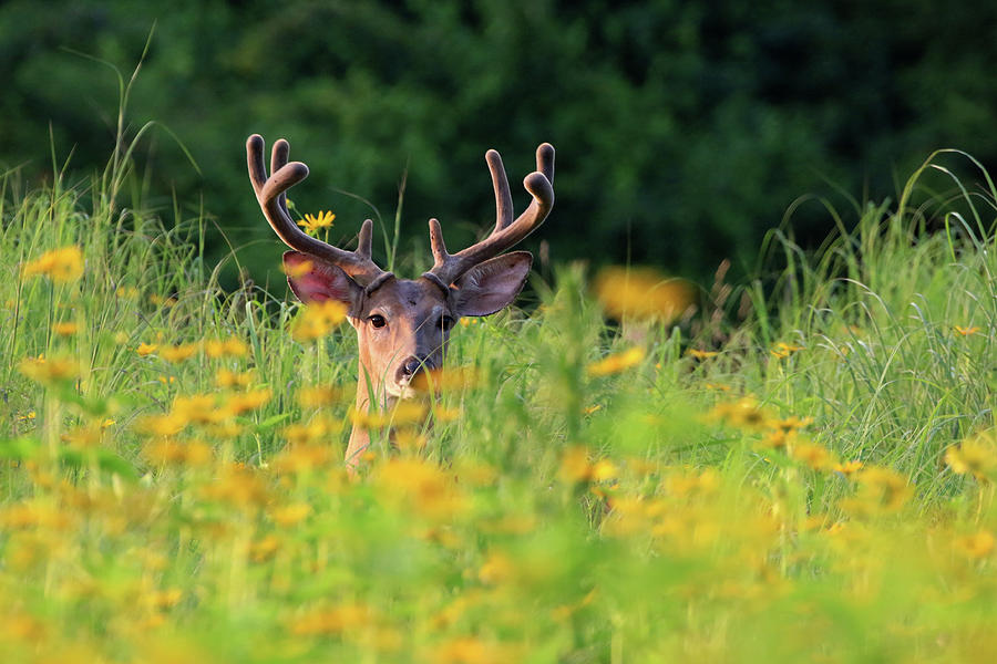 White-tailed Deer Stony Brook New York #11 Photograph by Bob Savage