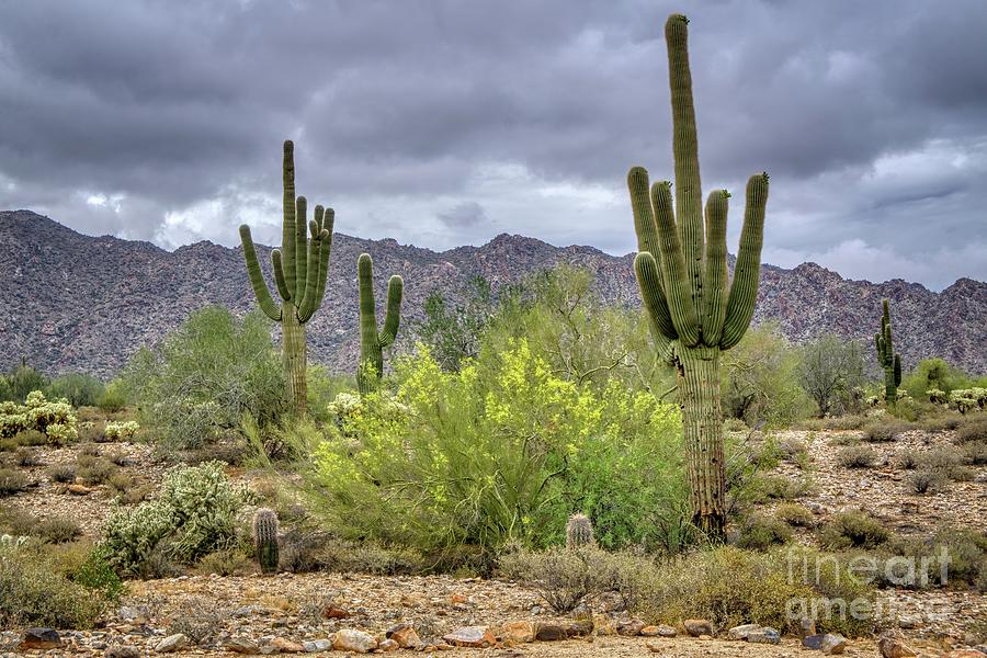 White Tank Mountain Scenes Near Phoenix Arizona #11 Photograph by Kenneth Roberts