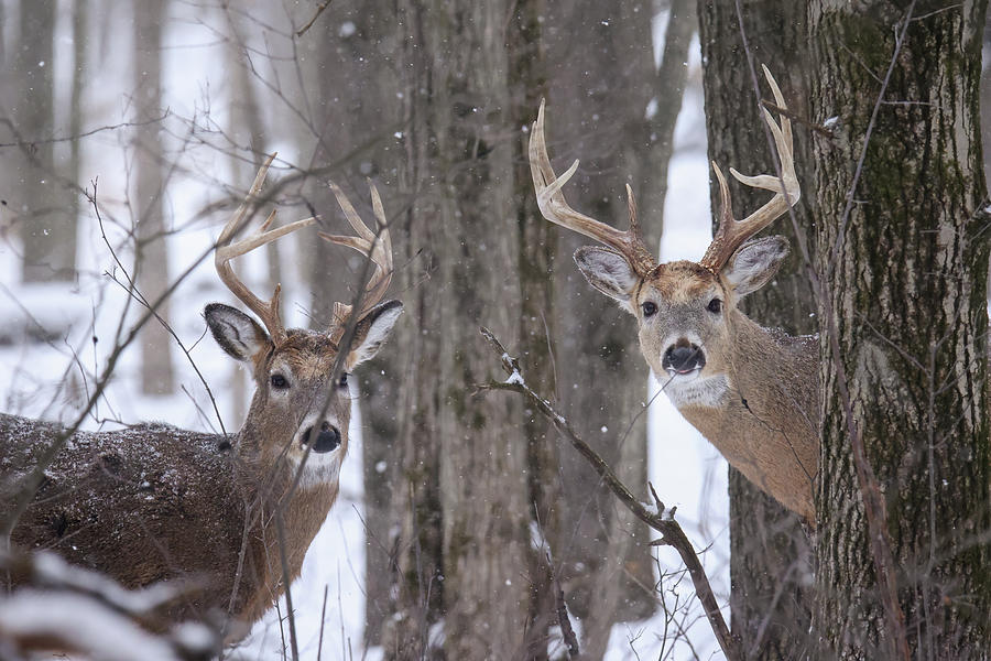 Whitetail Buck #11 Photograph by Brook Burling