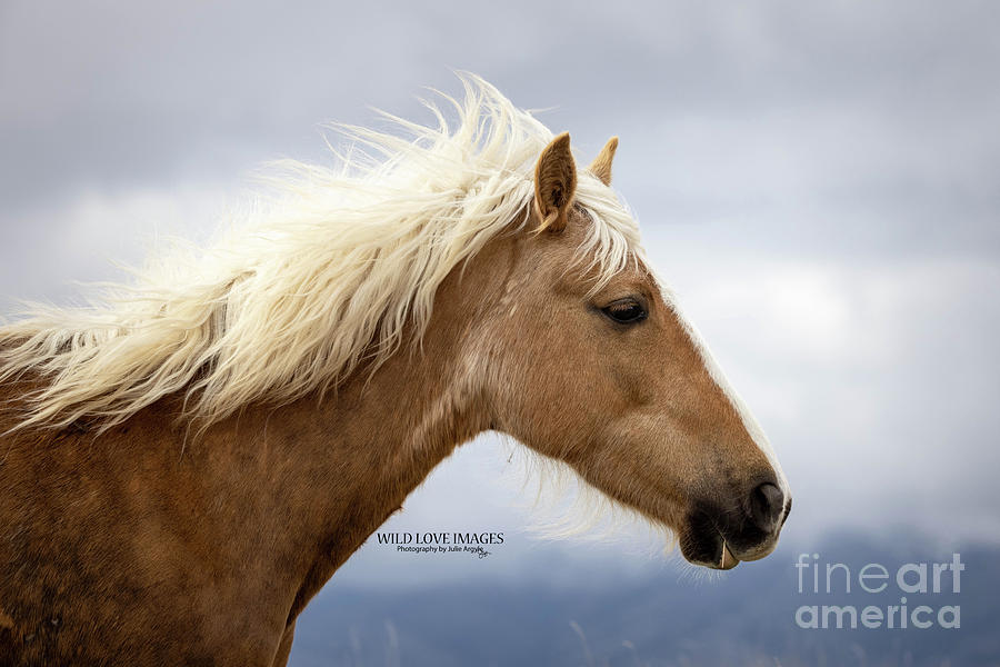 Wild Horses #11 Photograph by Julie Argyle