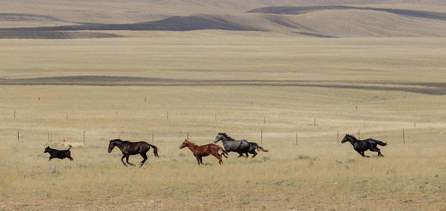 Wild Horses #11 Photograph by Laura Terriere