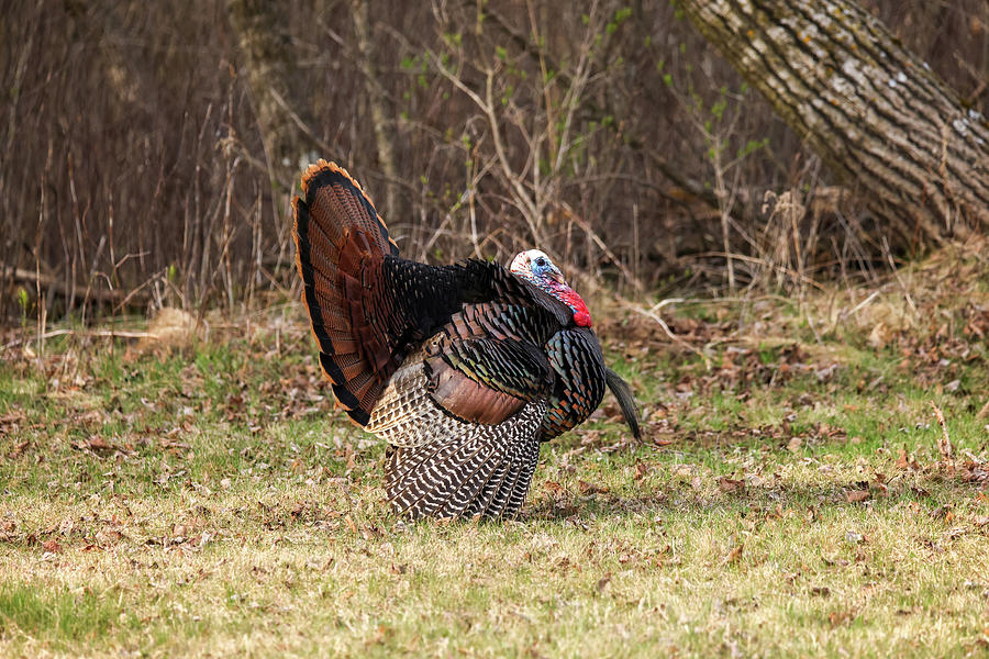 Wild Turkey #11 Photograph by Brook Burling