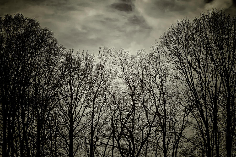 Winter Trees Sky and Clouds #11 Photograph by Robert Ullmann