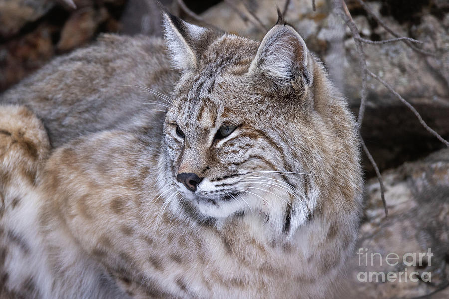 Wyoming Bobcat Photograph By Greg Bergquist Fine Art America 7397