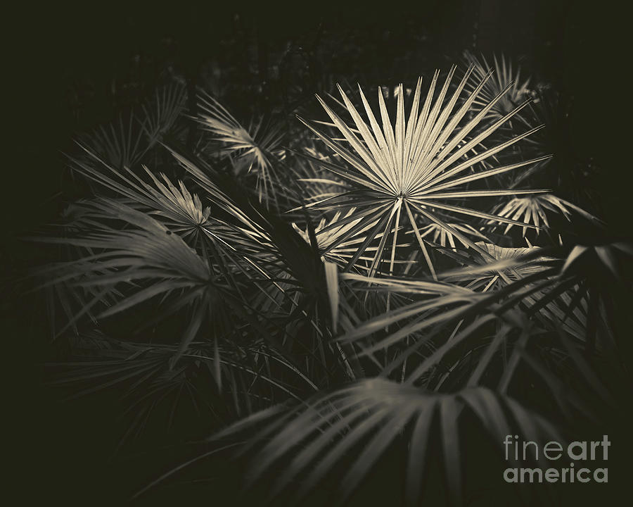 110 / Palm Fronds Photograph