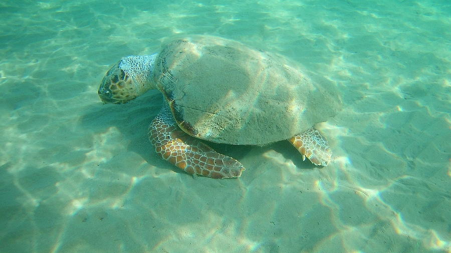 Sea Turtle Caretta - Caretta Zakynthos Island Greece Photograph by ...