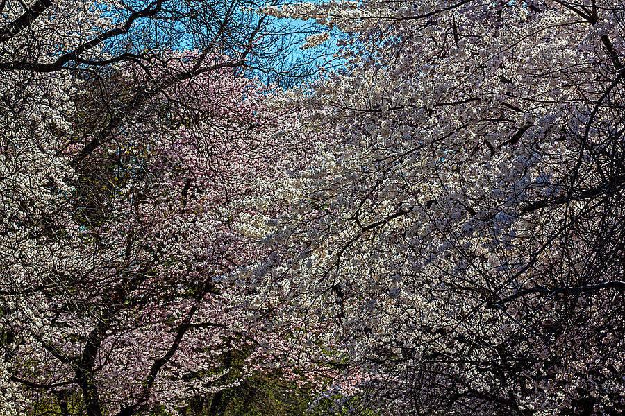 Cherry Trees #111 Photograph by Robert Ullmann