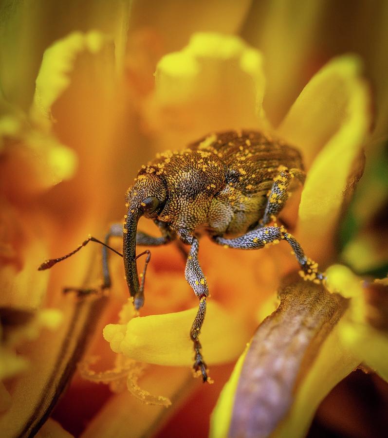 Stunning close-up photo of insects #111 Mixed Media by Nature Photography