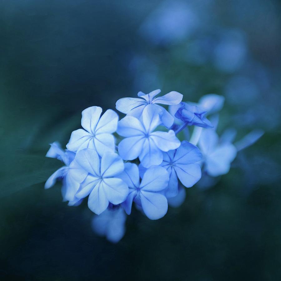 Shades Of Blue Photograph by Debby Rose - Fine Art America