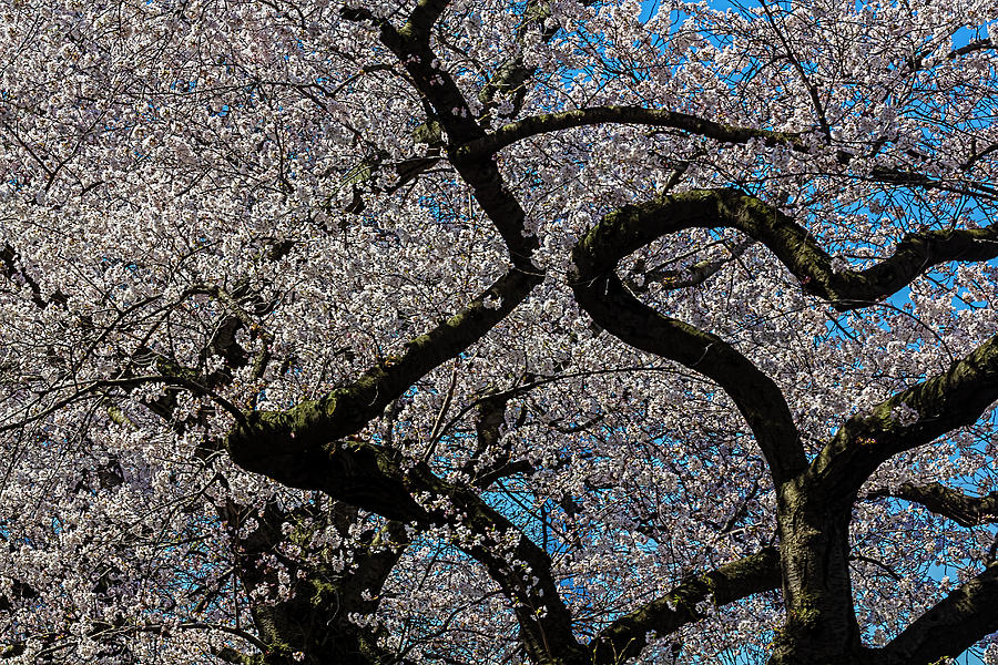 Cherry Trees #112 Photograph by Robert Ullmann
