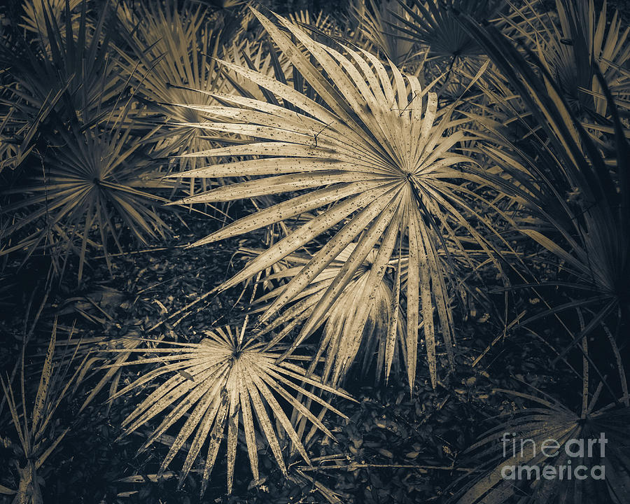 113  / Palm Fronds Photograph