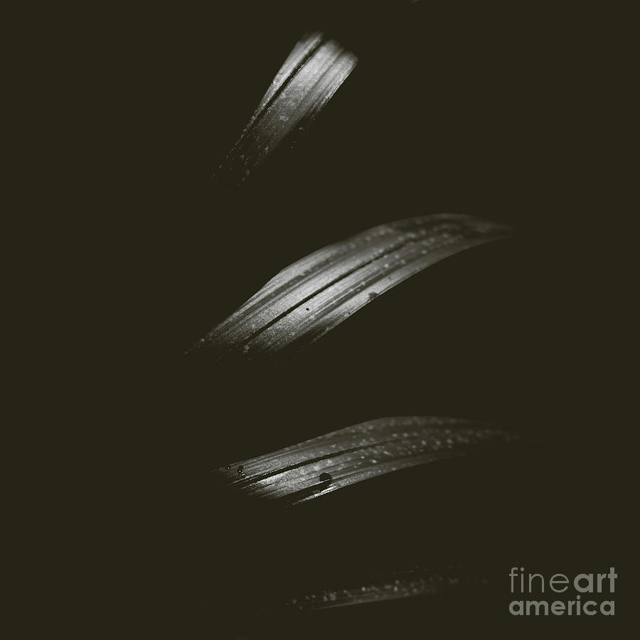 114 / Palm Frond Segments Photograph