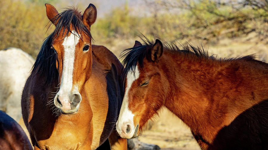 Salt River Arizona Wild Horses Photograph By Al Ungar - Pixels