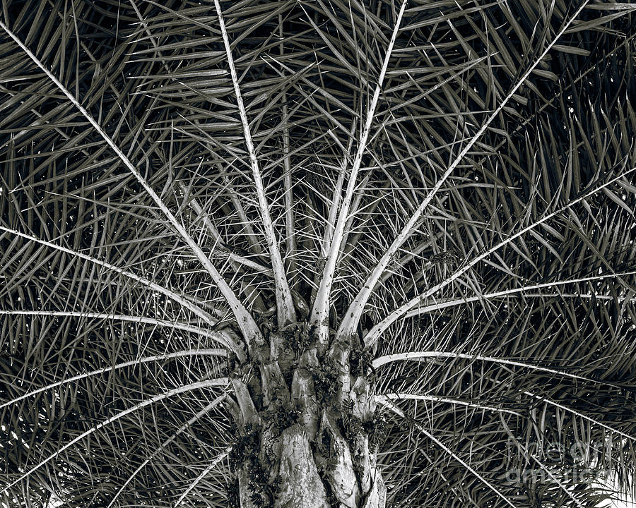 115 / Palmtree Photograph