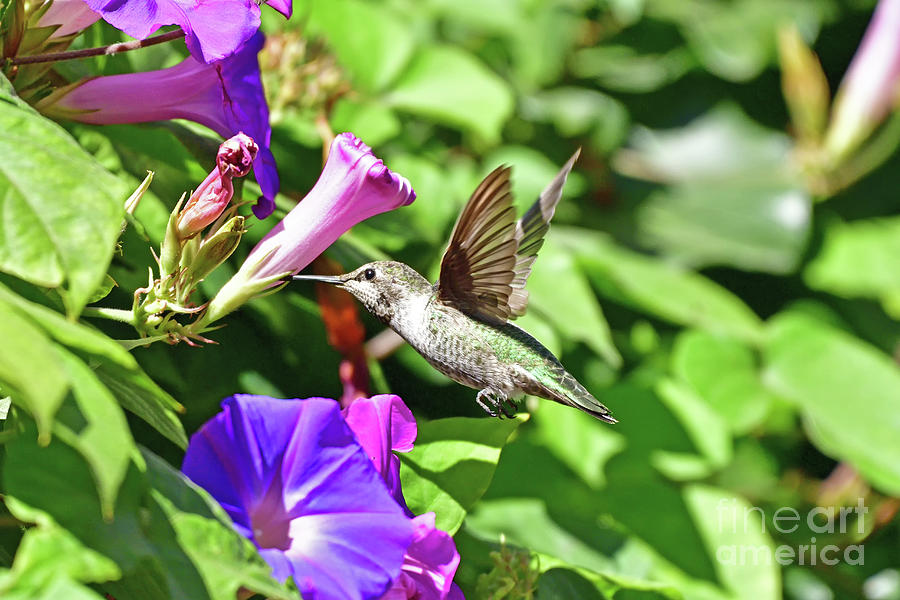 Annas Hummingbird #12 Photograph by Amazing Action Photo Video