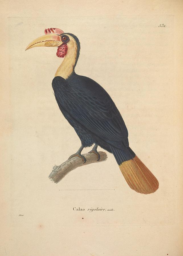 Antique Hornbill illustration #12 Mixed Media by World Art Collective