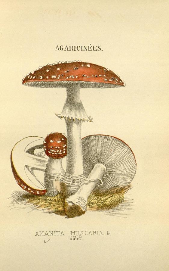 Antique Mushroom Illustration #12 Mixed Media by World Art Collective