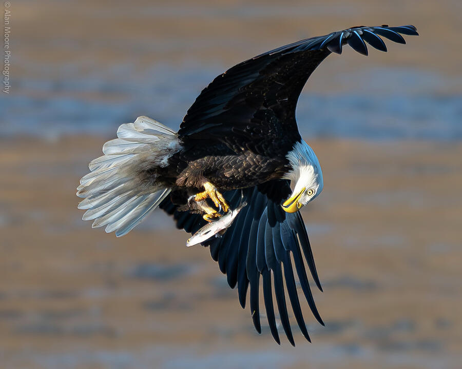 Bald Eagle #12 Photograph by Alan Moore Bald Eagle #12 Photograph by Alan Moore