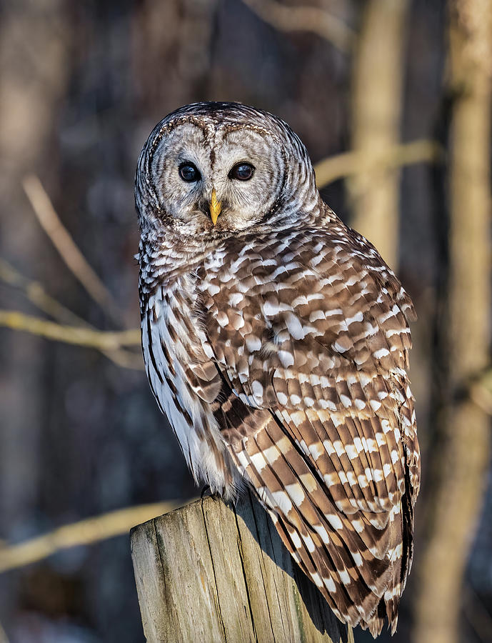 Barred Owl #12 Photograph by Brad Bellisle