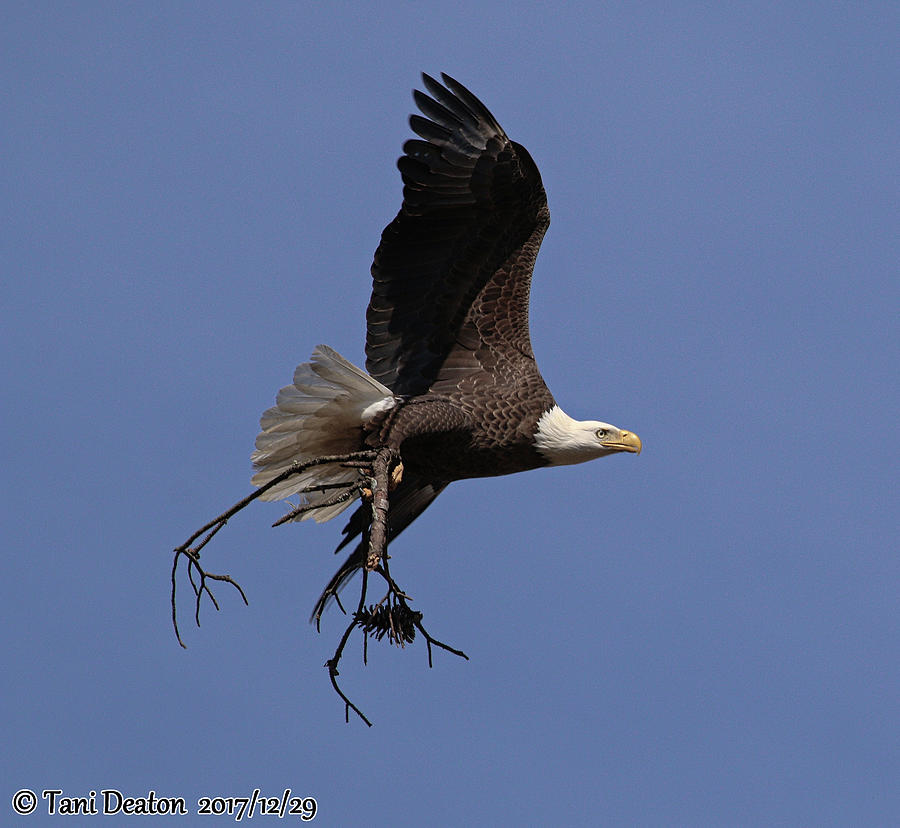 Berry College Eagles Photograph by Tani Deaton