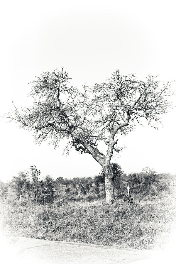 Black and White Tree Collector Edition #12 Photograph by Keith Carey