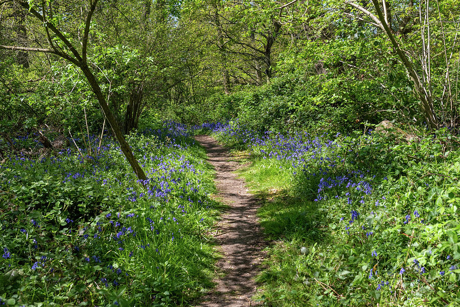 Bluebell woods #12 Photograph by Gary Eason