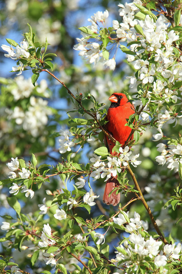 Cardinal #12 Photograph by Brook Burling