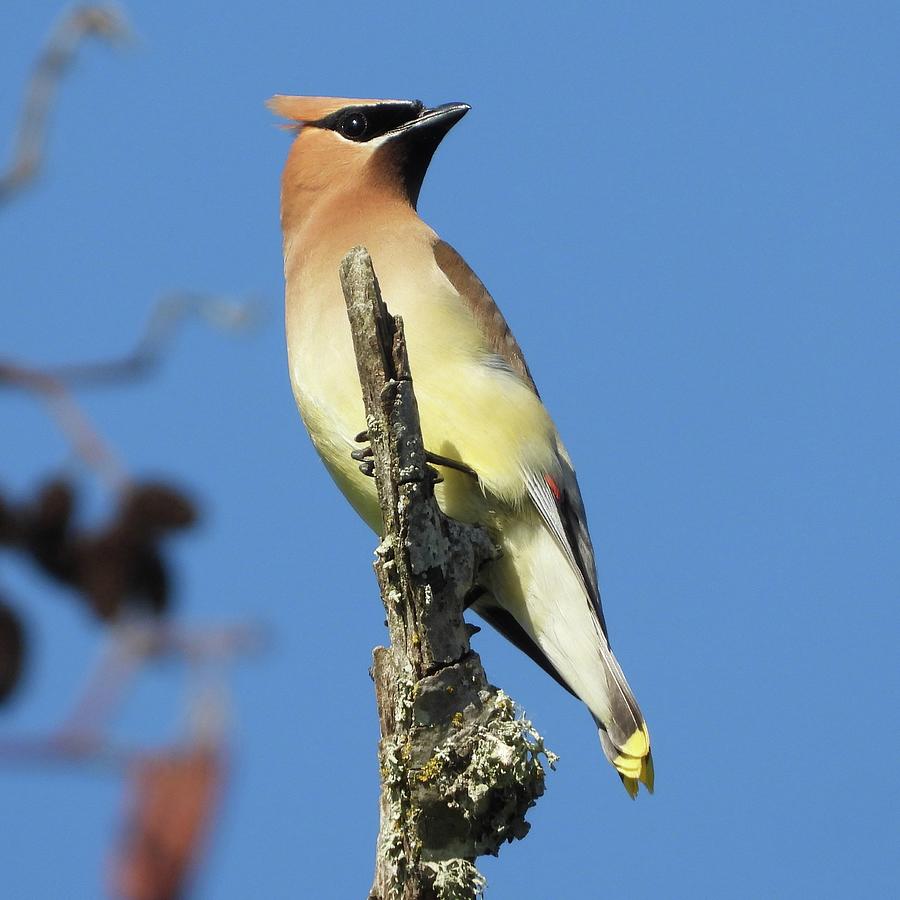 Cedar Waxwing Photograph by Lindy Pollard - Fine Art America