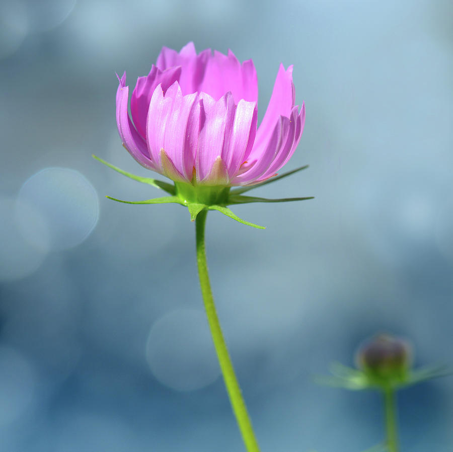 Chrysanthemum series #12 Photograph by Yue Wang