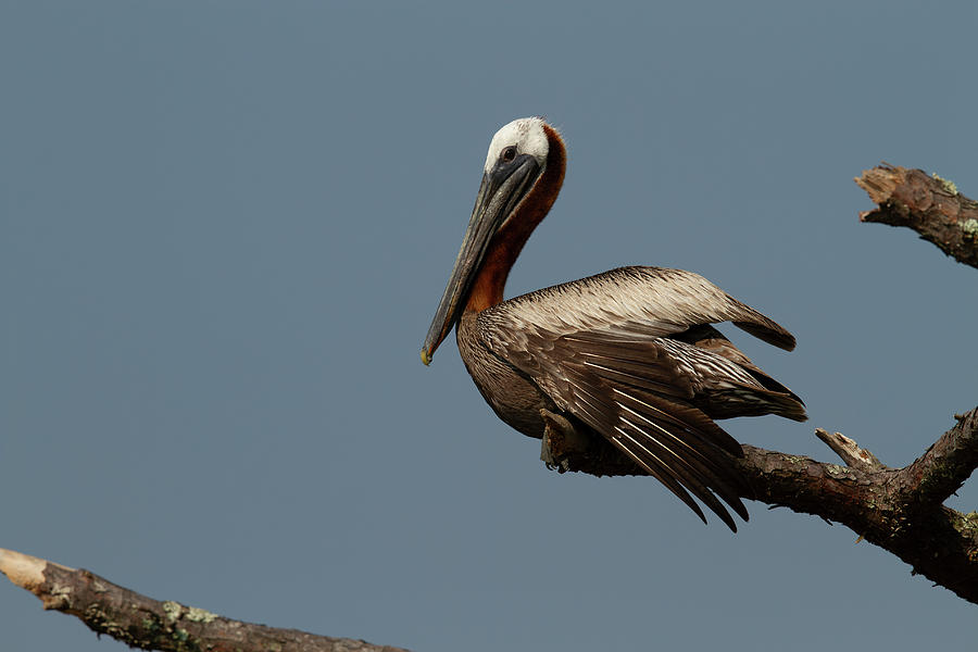 Perched Pelican Photograph by Doug McPherson