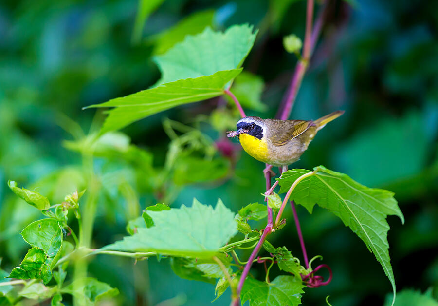Common Yellowthroat. #12 Photograph by Dopeyden