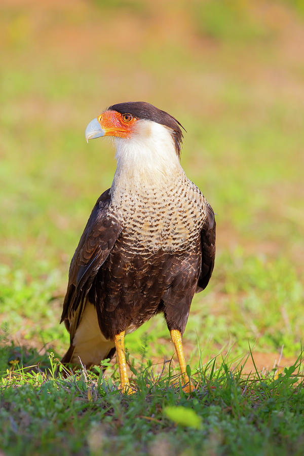 Crested Caracara, Laguna Seca Ranch, Texas Photograph by Greg Yahr ...