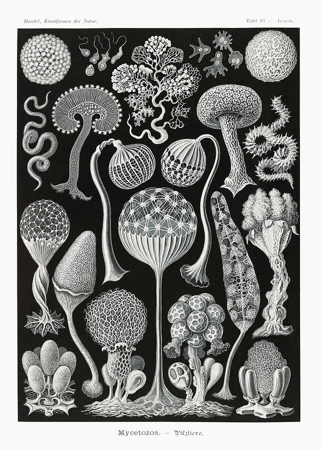 Ernst Haeckel Illustrations #12 Mixed Media by World Art Collective