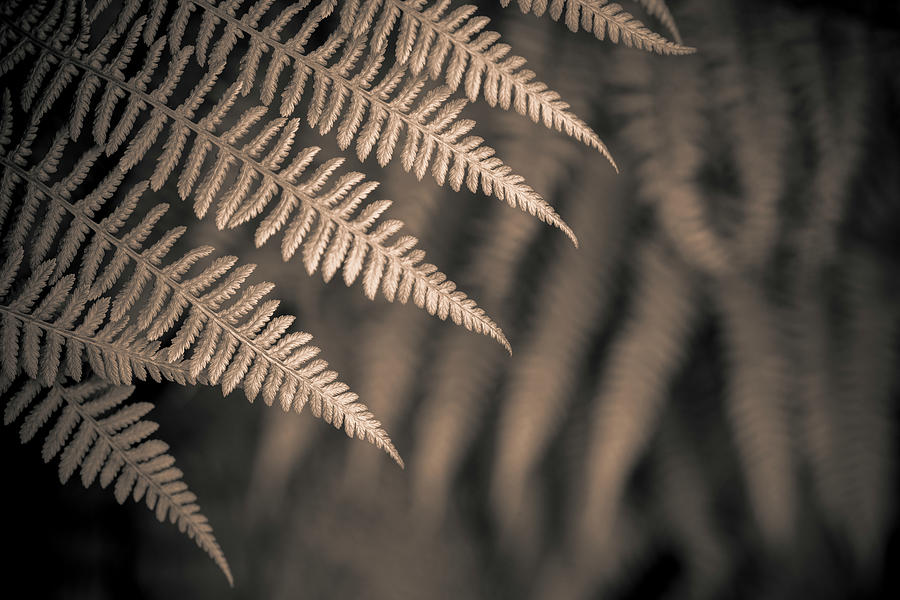 Ferns #12 Photograph by Alan Copson