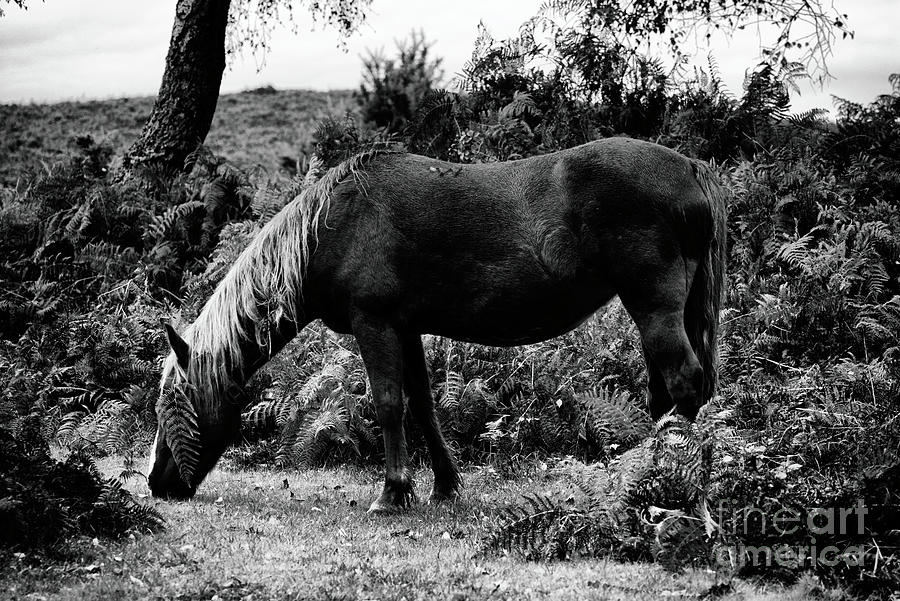 Animal Photograph - Fine Art Wild Horse in Black and White by Toula Mavridou-Messer Animal Photograph - Fine Art Wild Horse in Black and White by Toula Mavridou-Messer