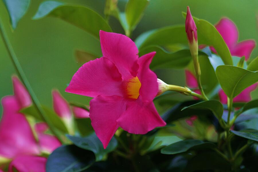 Flower #12 Photograph by John Walsh Flower #12 Photograph by John Walsh